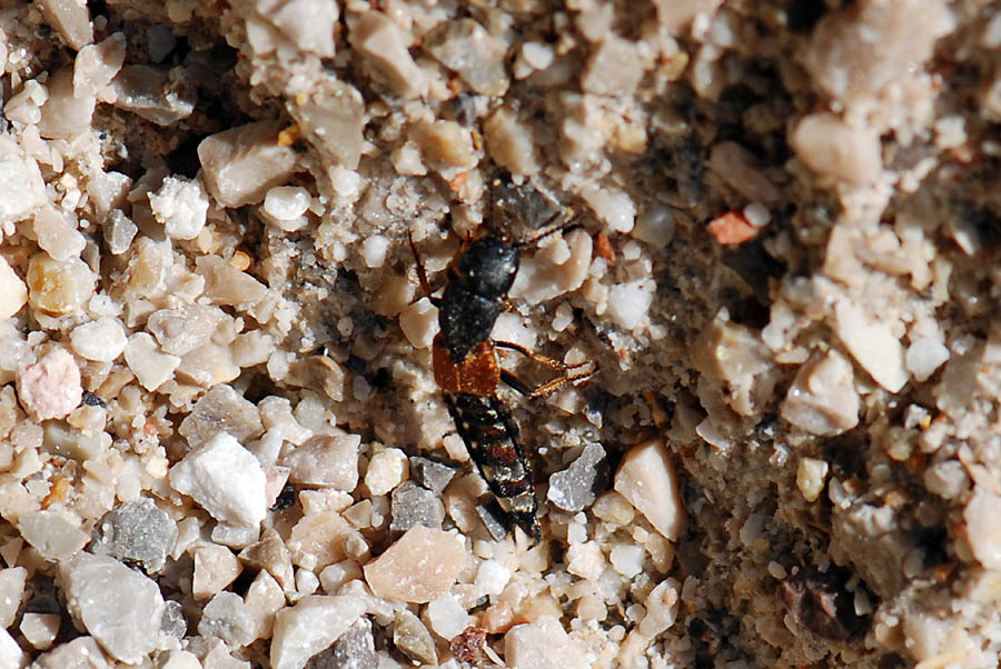 Staphylinidae da ID. Platydracus stercorarius